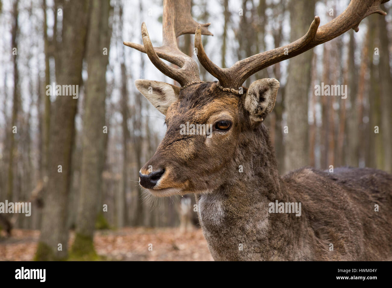 Europäischen Damwild, Dama Dama, Tschechische Republik, Europa, von Monika Hrdinova/Dembinsky Foto Assoc Stockfoto