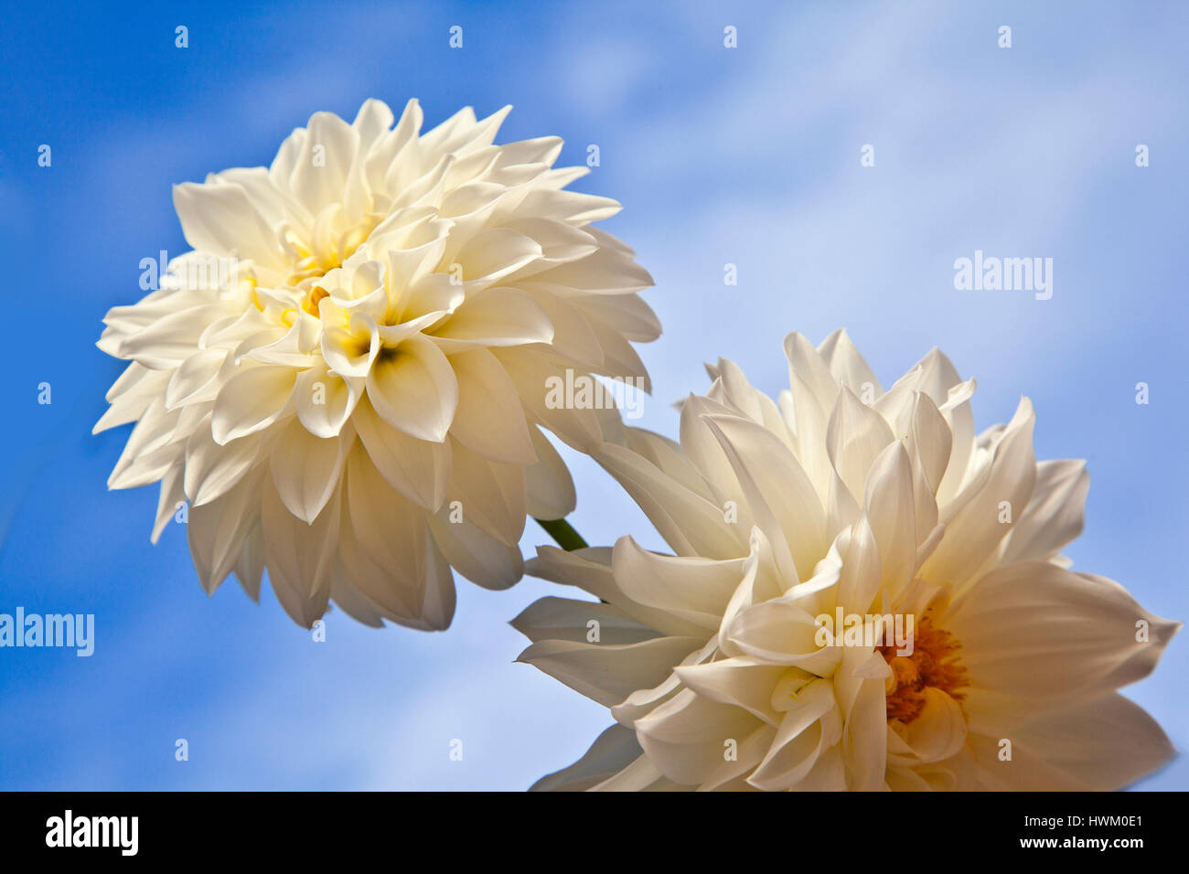 Weiße Dahlie Blume blüht vor einem sonnigen blauen Himmel Stockfoto