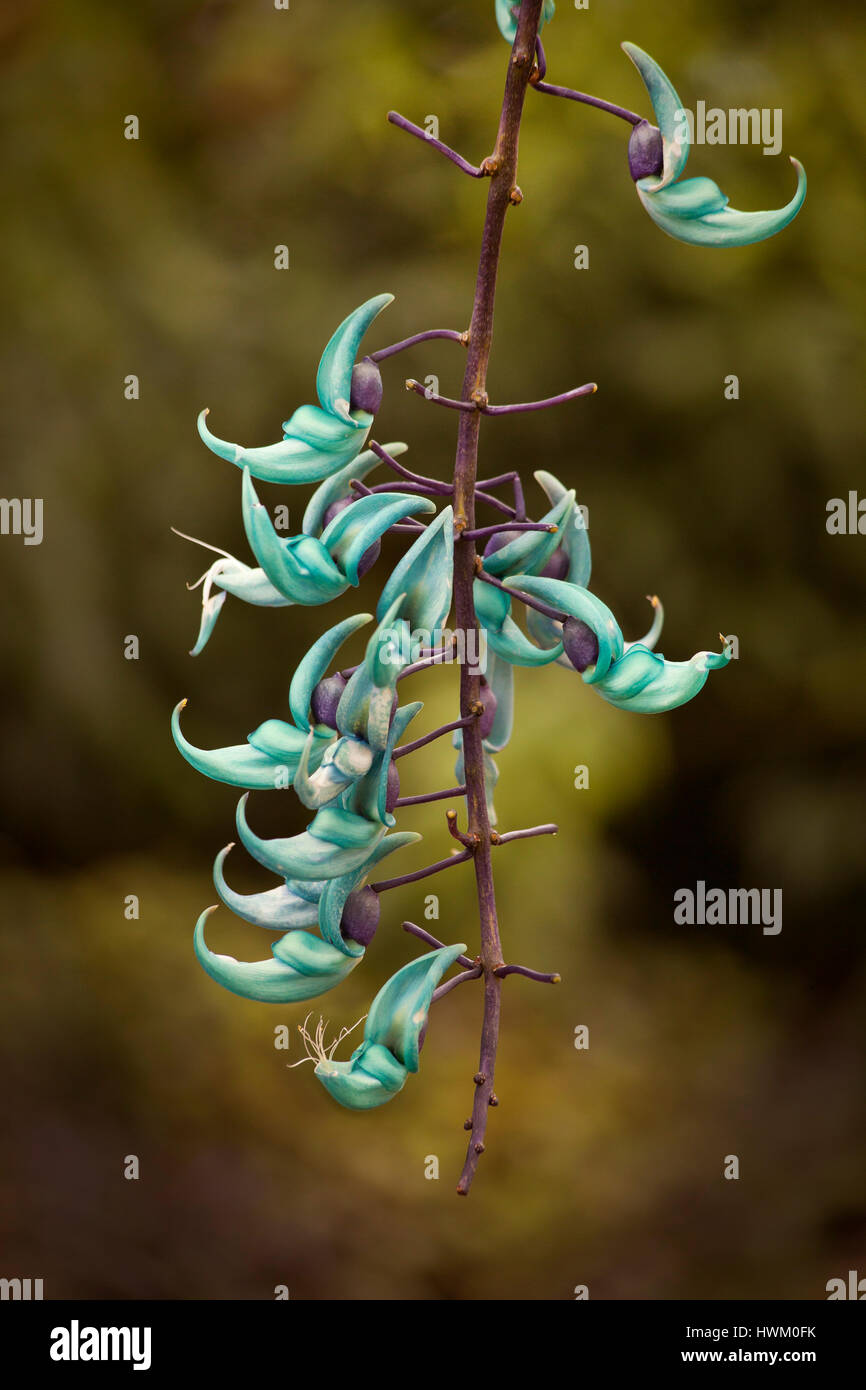 Strongylodon Macrobotrys, allgemein bekannt als jade Rebe, Smaragd Rebe oder türkis jade Rebe ist eine Art von Hülsenfrüchten mehrjährige Liane, Stockfoto