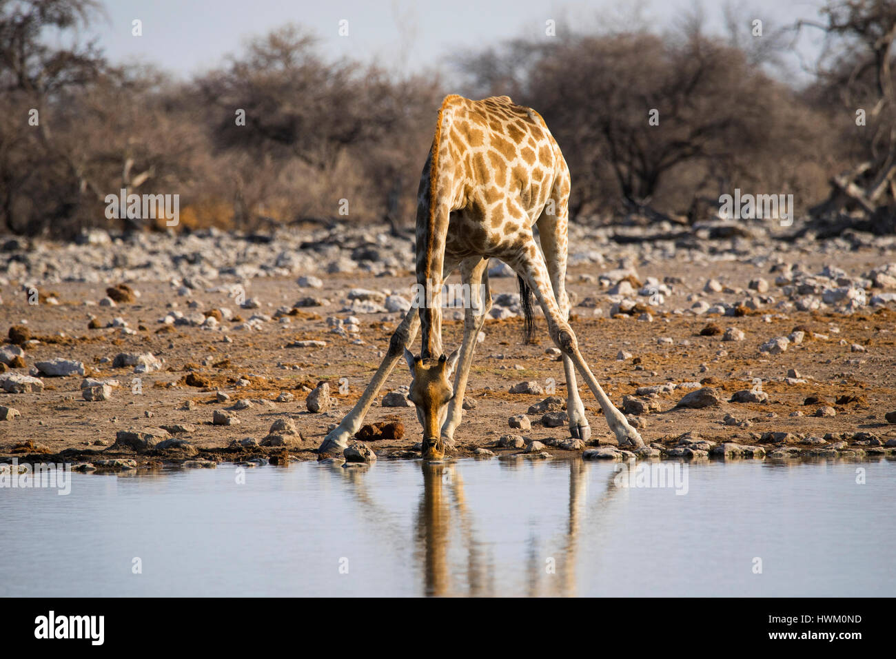 Angolanischen Giraffe am Wasserloch, Giraffa giraffa angolensis, Klein Namutoni Waterhole, Etosha NP, Namibia, von Monika Hrdinova/Dembinsky Foto Assoc Stockfoto