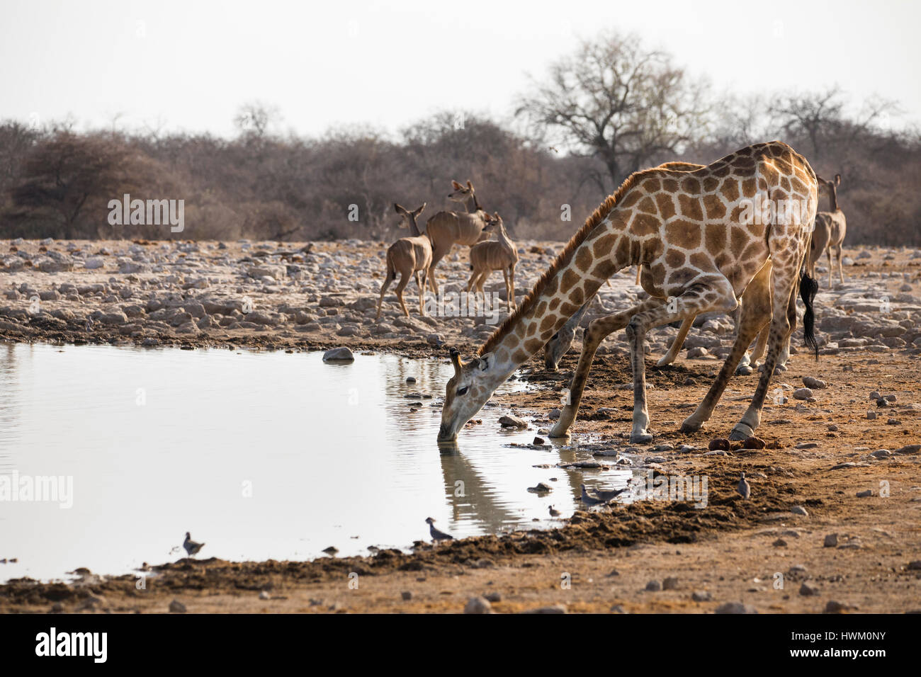Angolanischen Giraffe am Wasserloch, Giraffa giraffa angolensis, Klein Namutoni Waterhole, Etosha NP, Namibia, von Monika Hrdinova/Dembinsky Foto Assoc Stockfoto