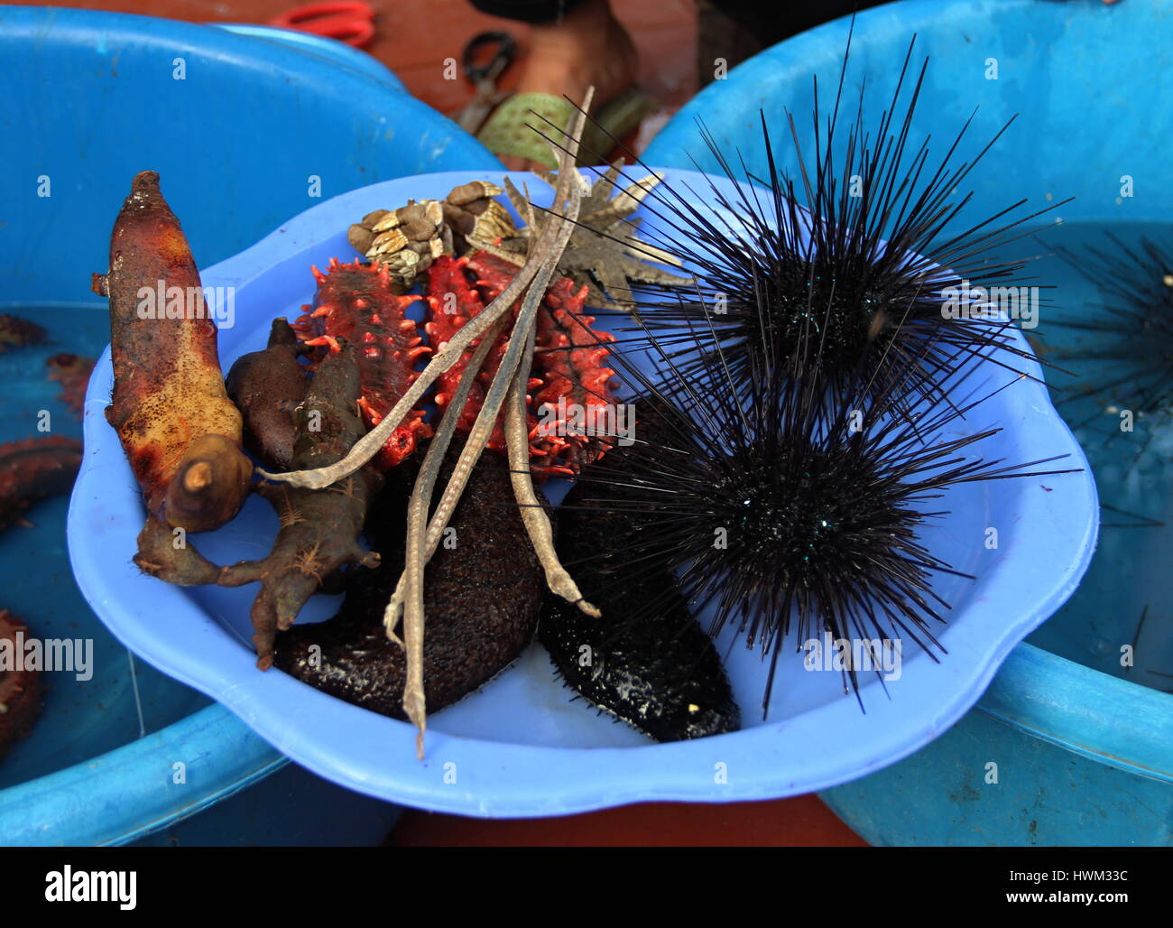 Cat Ba Island, Halong-Bucht, Nord-Vietnam Stockfoto