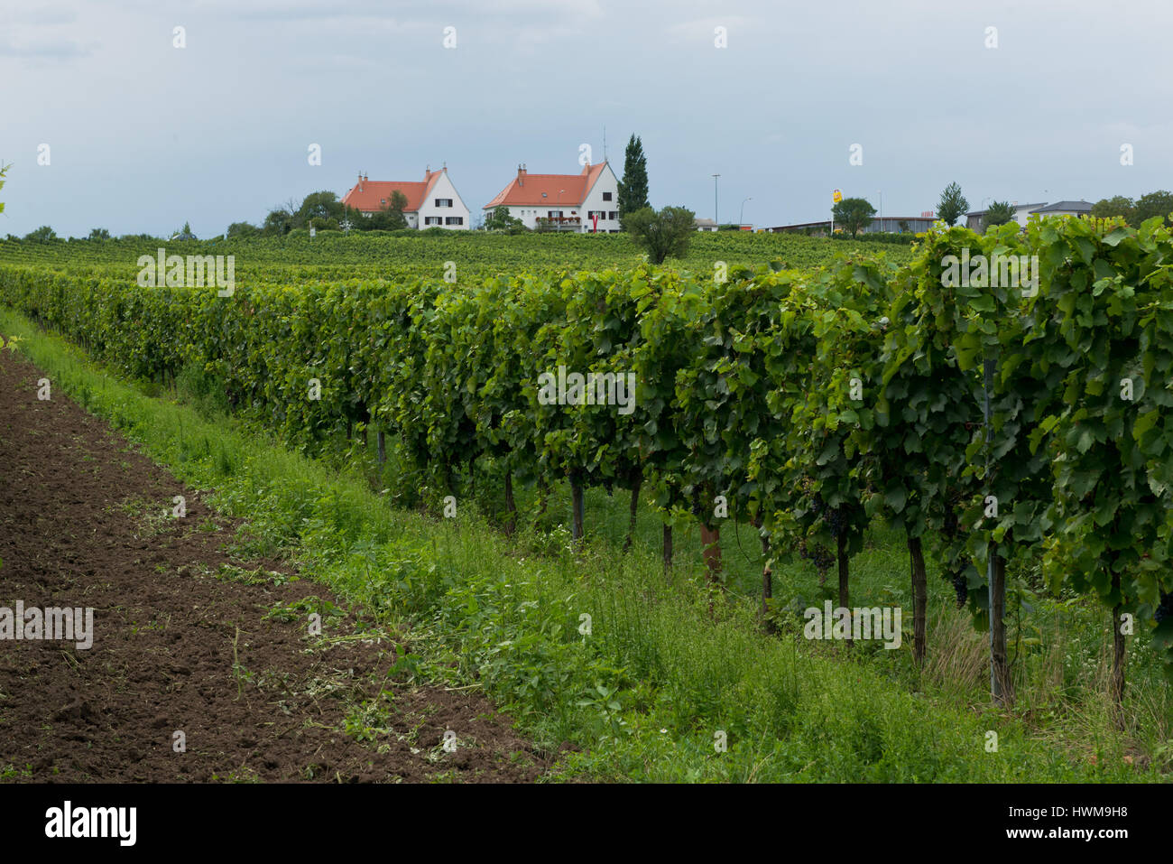 Die Landschaft von Rust in Österreich, gelegen in der Lake Neusiedl Nationalpark, ein UNESCO-Weltkulturerbe. Stockfoto