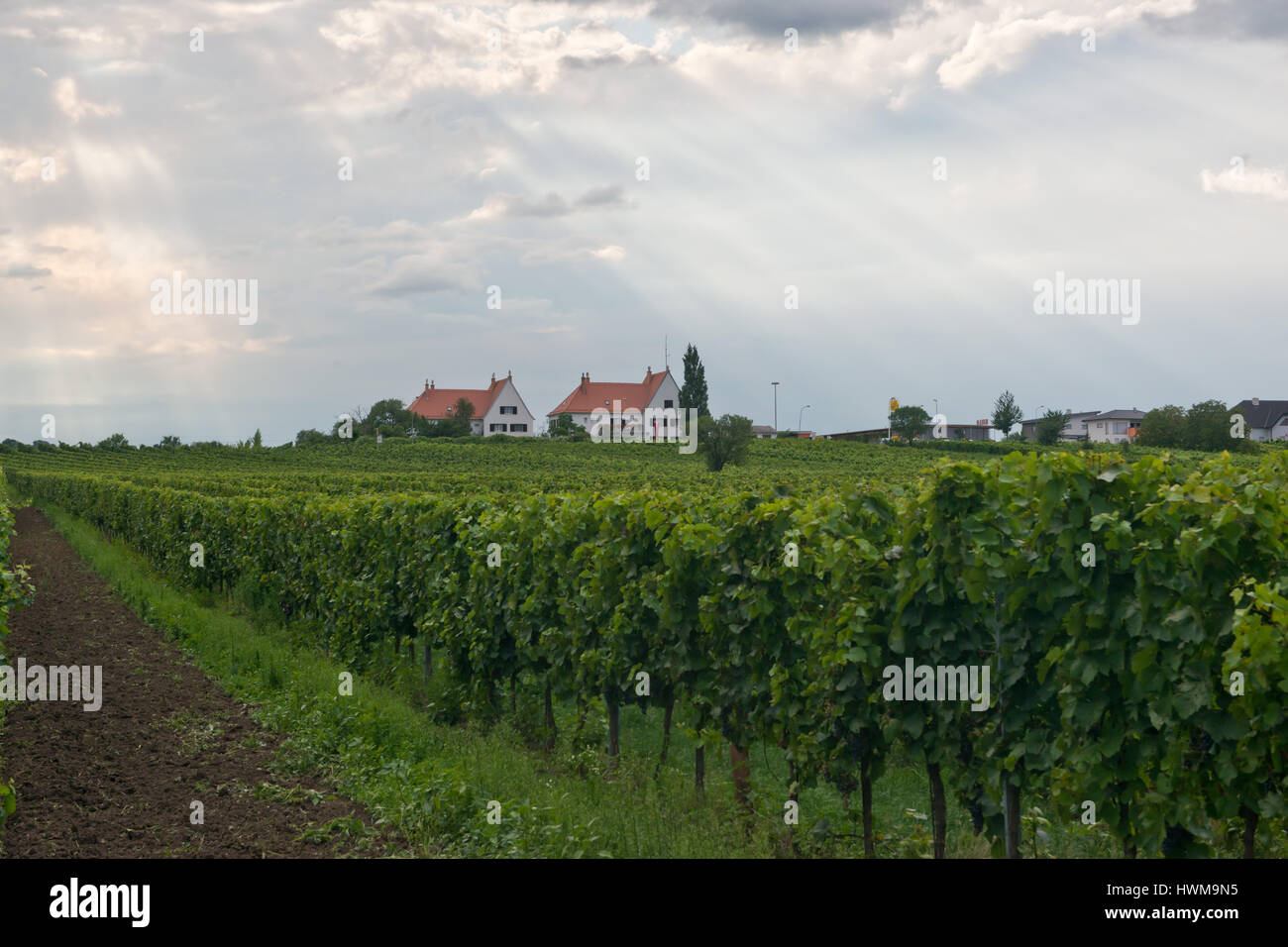 Die Landschaft von Rust in Österreich, gelegen in der Lake Neusiedl Nationalpark, ein UNESCO-Weltkulturerbe. Stockfoto