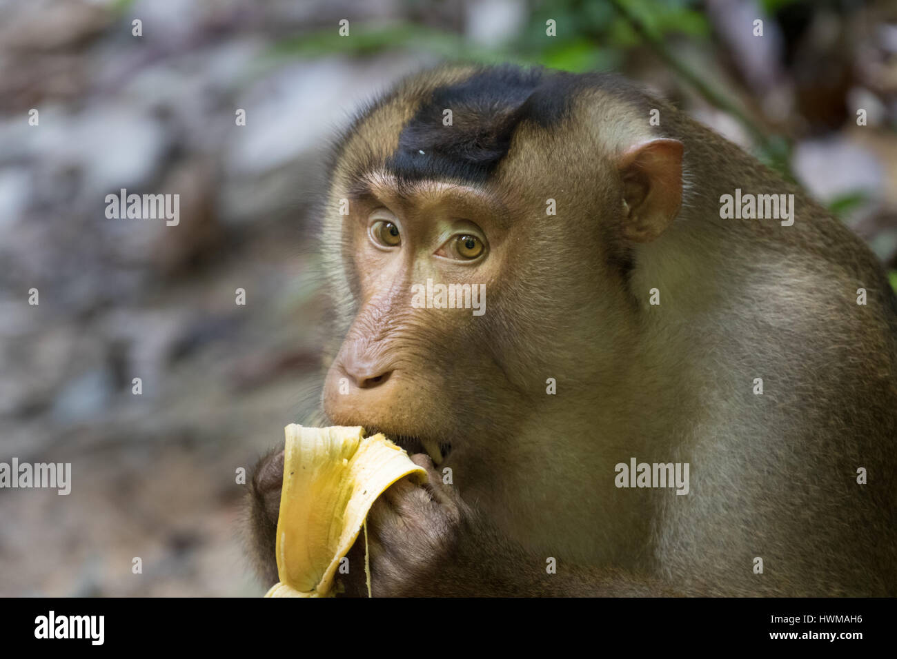 Südlichen Schwein-tailed Macaque (Macaca Nemestrina) eine Banane essen Stockfoto