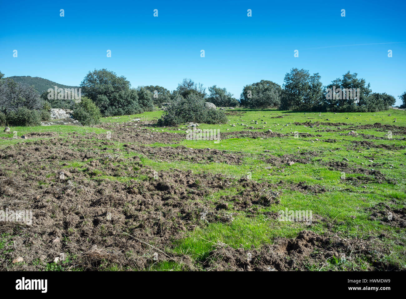 Wiesen durch Wildschweine in Hoyo de Manzanares, Provinz von Madrid verwurzelt. Stockfoto