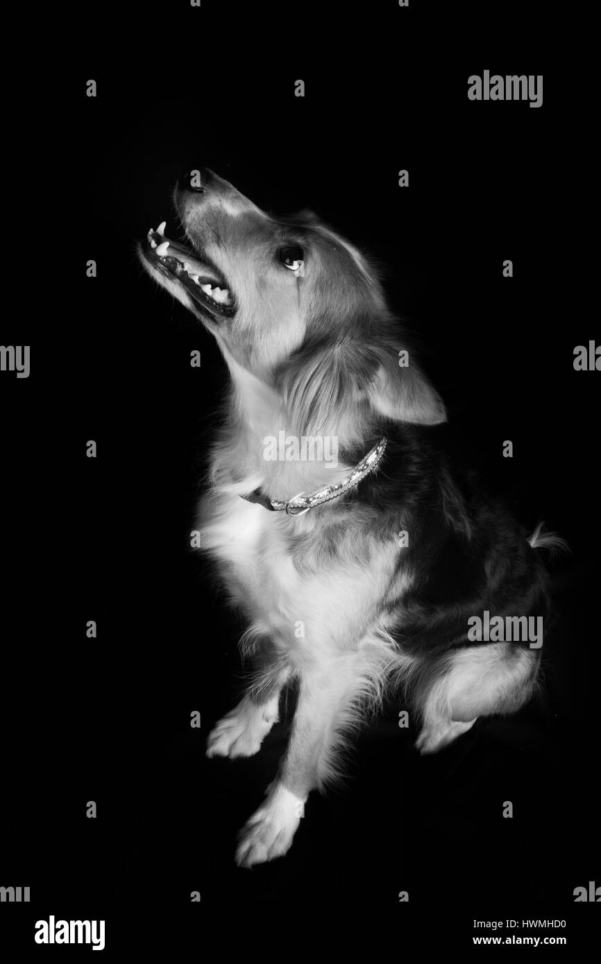 Eine wunderschöne Border-Collie Stockfoto