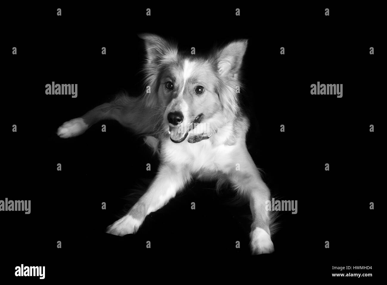 Eine wunderschöne Border-Collie Stockfoto