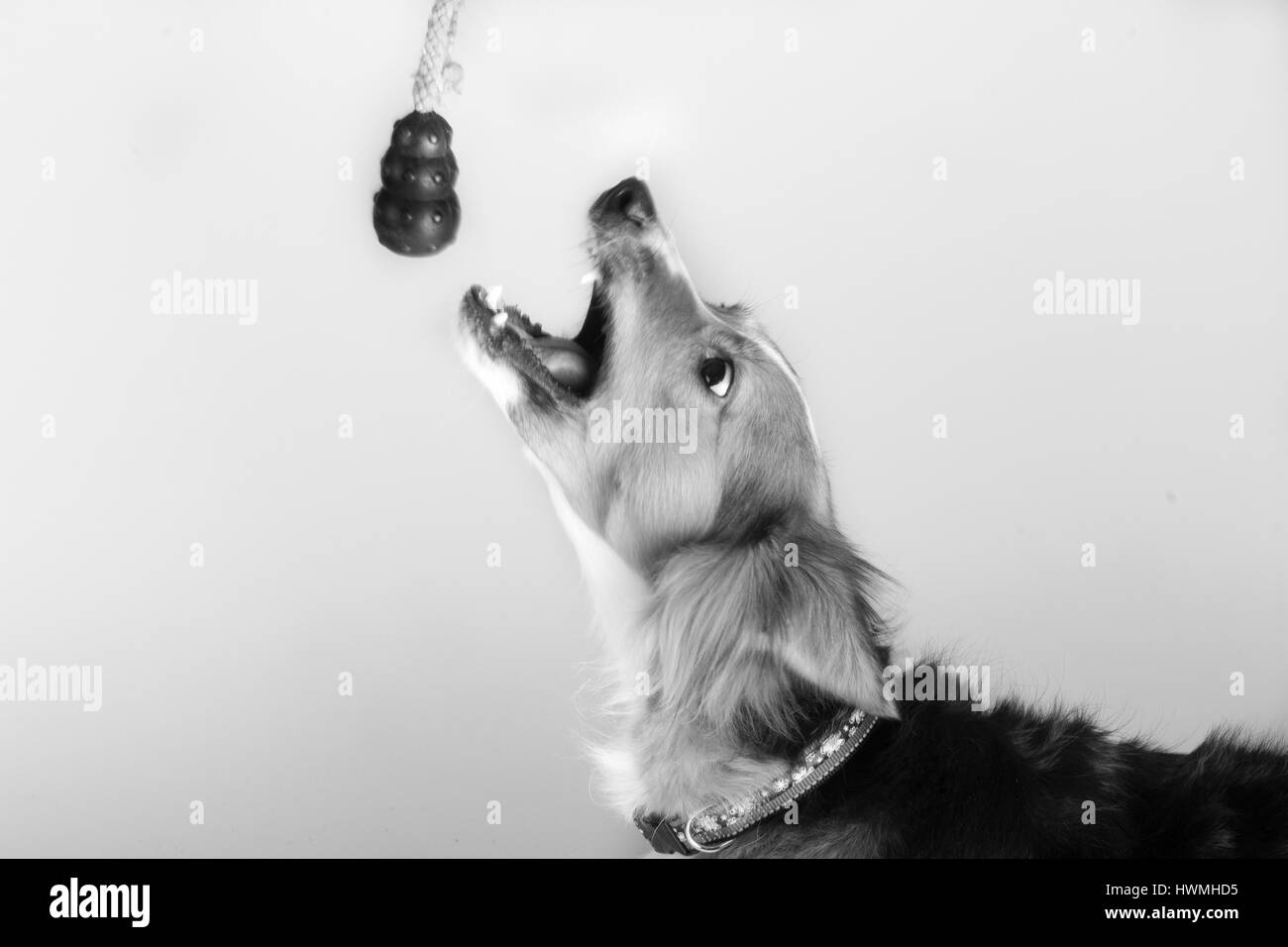 Eine wunderschöne Border-Collie Stockfoto