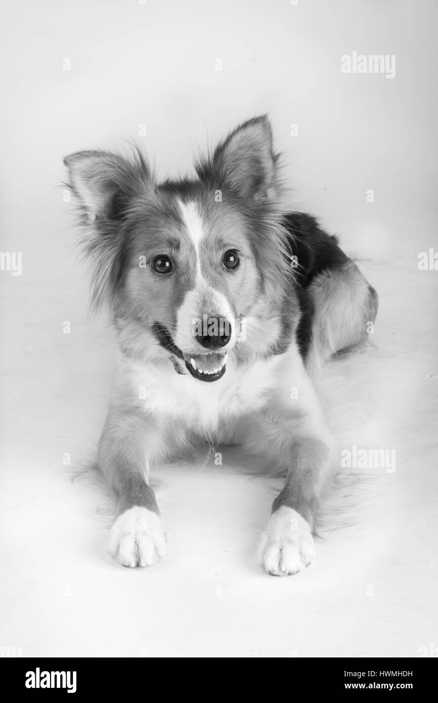 Eine wunderschöne Border-Collie Stockfoto