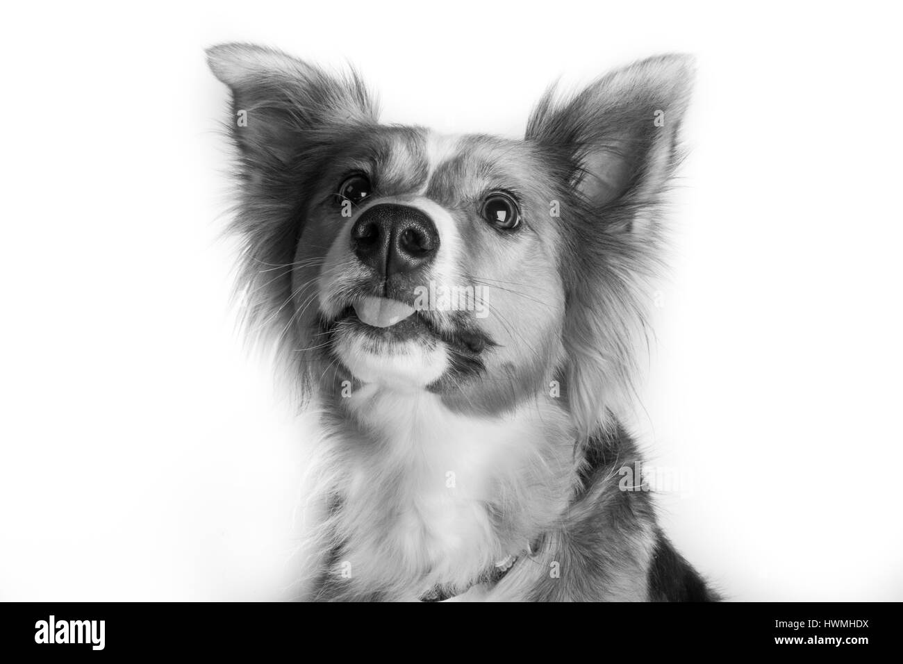 Eine wunderschöne Border-Collie Stockfoto