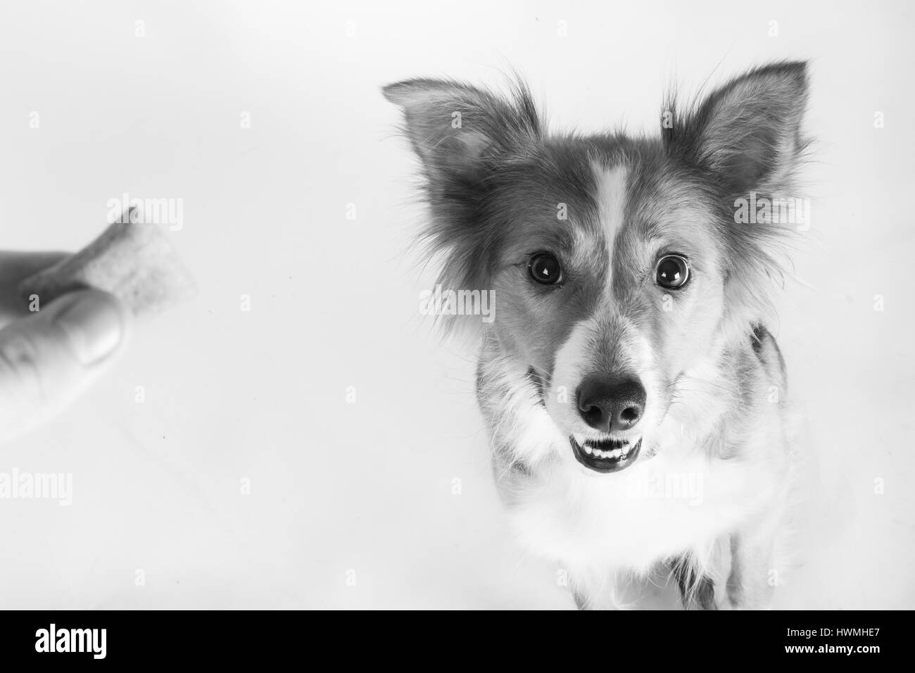 Eine wunderschöne Border-Collie Stockfoto