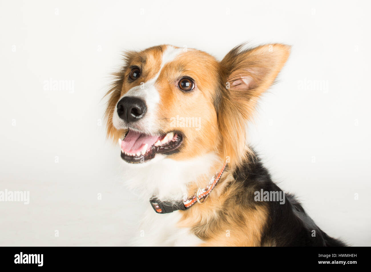 Eine wunderschöne Border-Collie Stockfoto