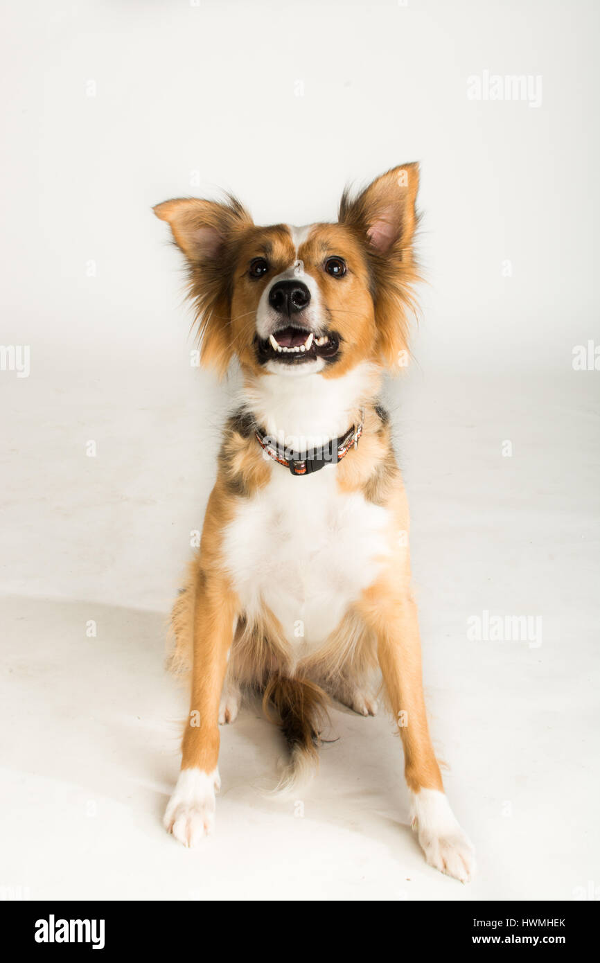 Eine wunderschöne Border-Collie Stockfoto