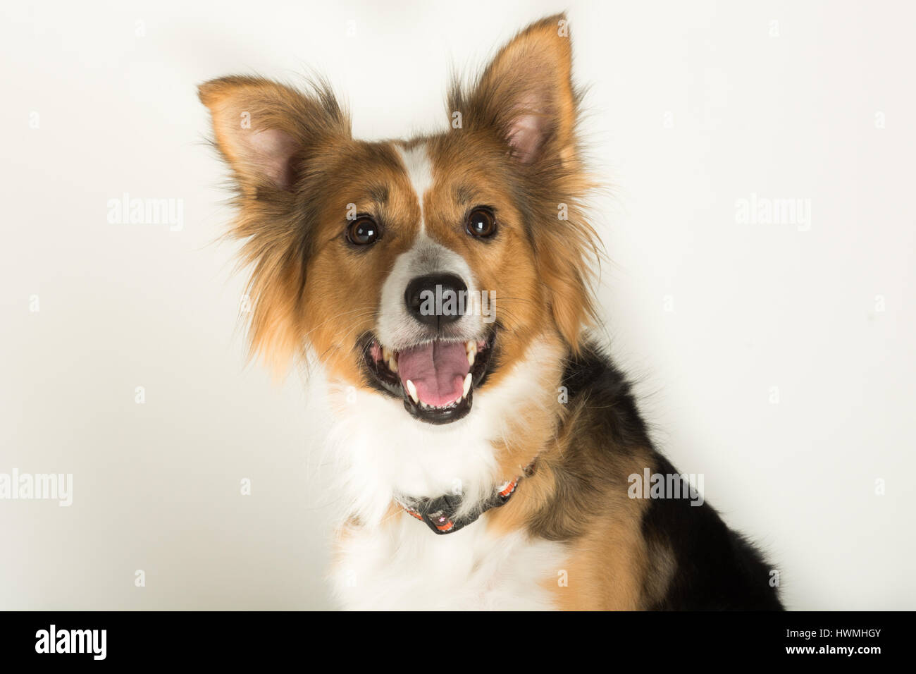 Eine wunderschöne Border-Collie Stockfoto