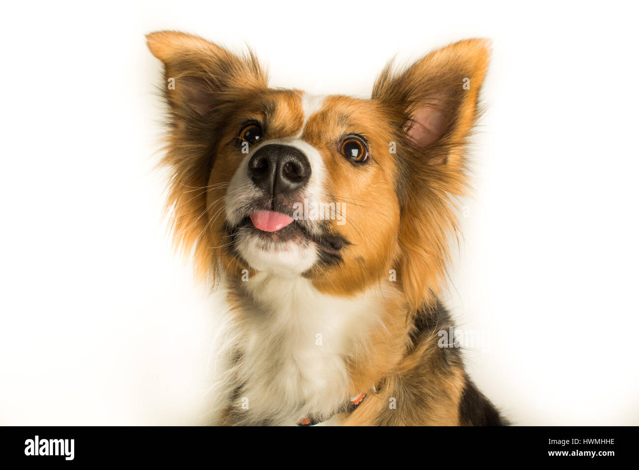 Eine wunderschöne Border-Collie Stockfoto