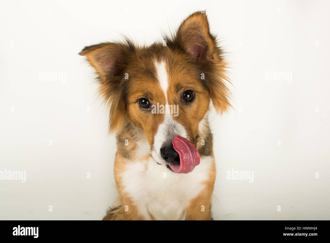 Eine wunderschöne Border-Collie Stockfoto