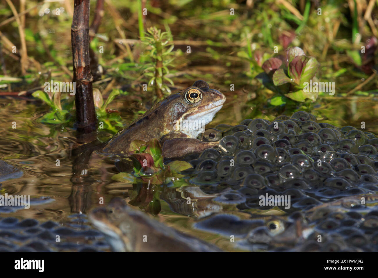 Gemeinsamen Frosch Rana temporaria Stockfoto