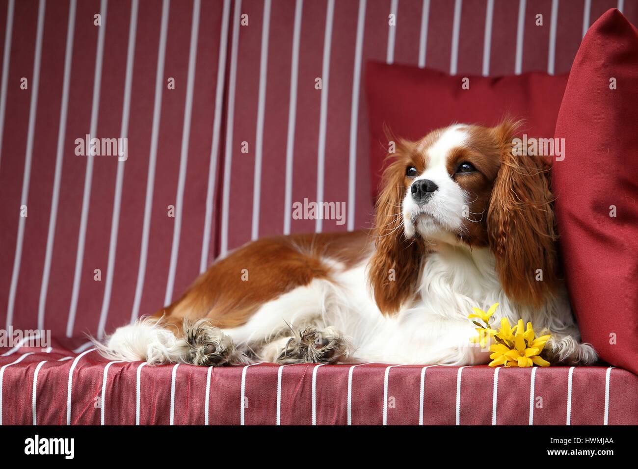 Cavalier King Charles Spaniel liegend Stockfoto