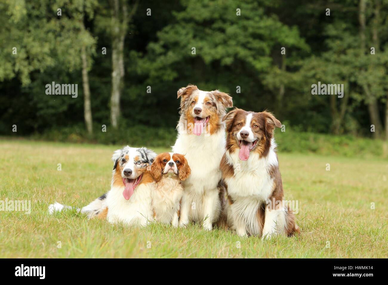 4 Hunde Stockfoto