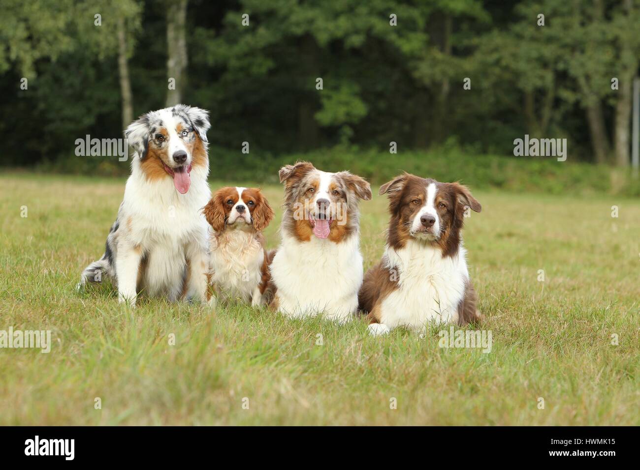 4 Hunde Stockfoto