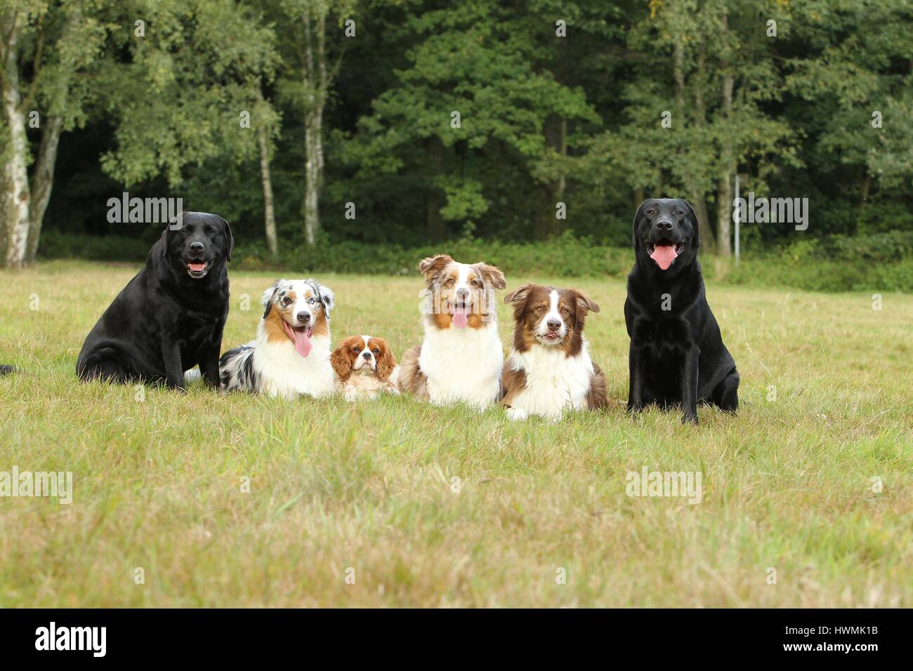 6 Hunde Stockfoto