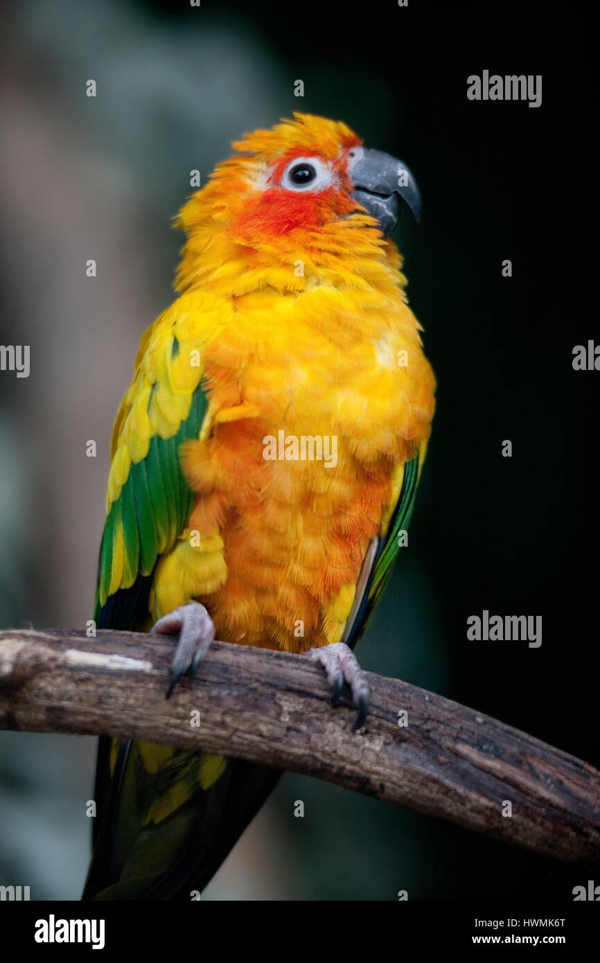 Sonne-Sittich Stockfoto