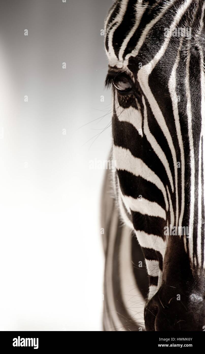 Zebra Stockfoto