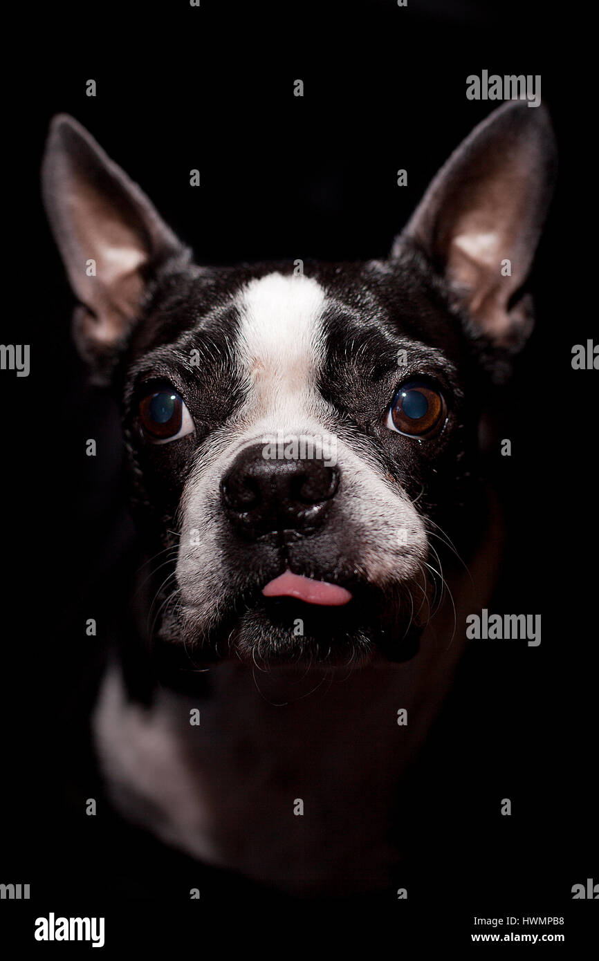Niedrige wichtige Porträt eines Boston-Terrier mit Zunge heraus. Schwachem Licht. Auf schwarzem Hintergrund isoliert. Stockfoto