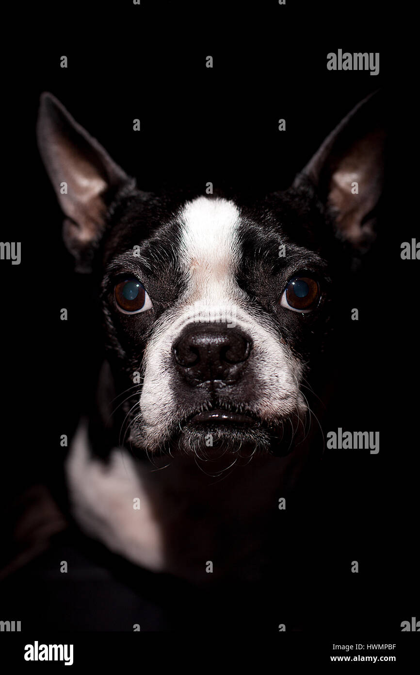 Schöne niedrige wichtige Porträt eines Boston-Terrier. Schwachem Licht. Auf schwarzem Hintergrund isoliert. Stockfoto