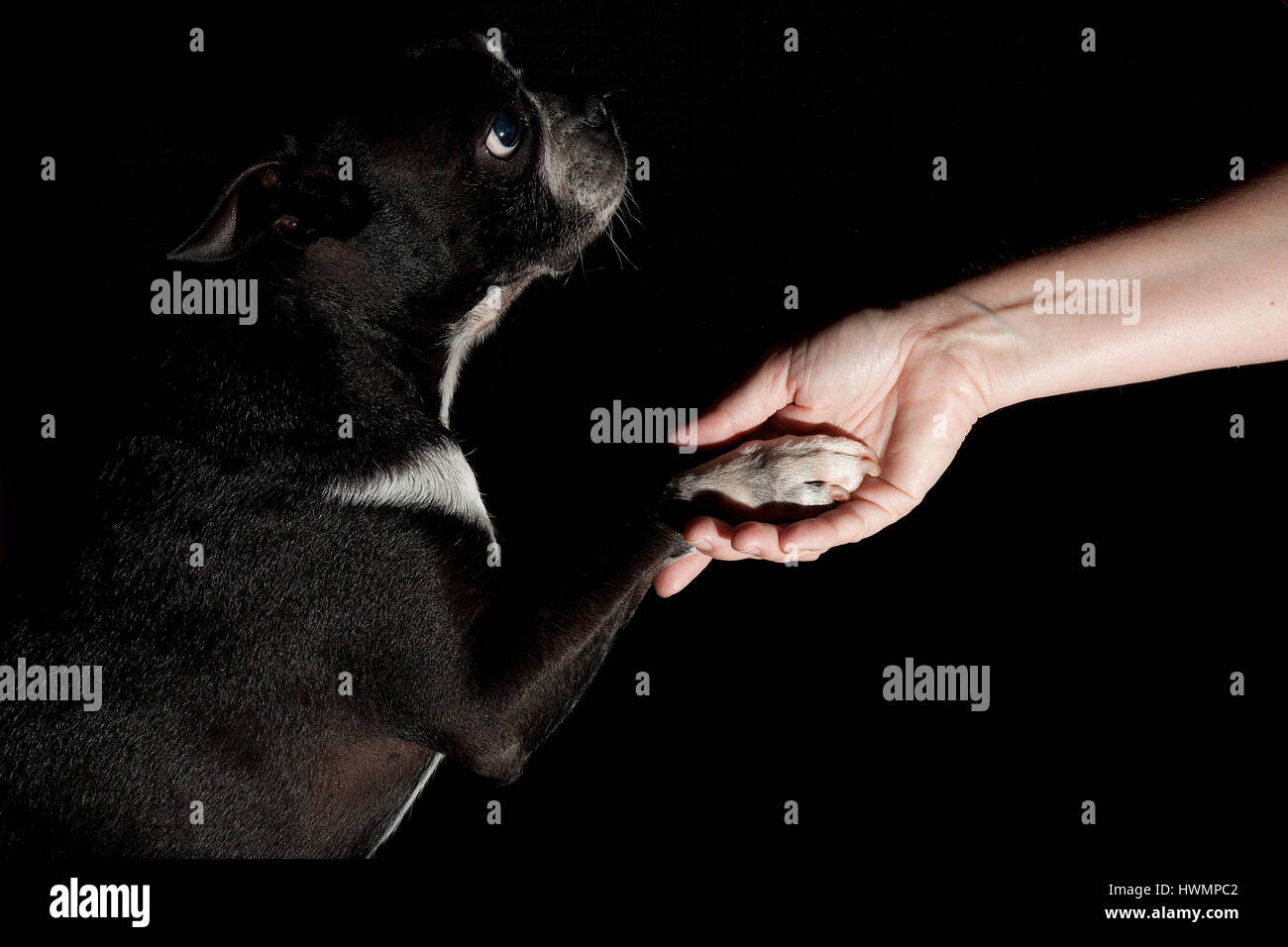 Niedrige wichtige Porträt eines Boston-Terrier, Pfötchen zu geben, zu meistern. Auf schwarzem Hintergrund isoliert. Stockfoto