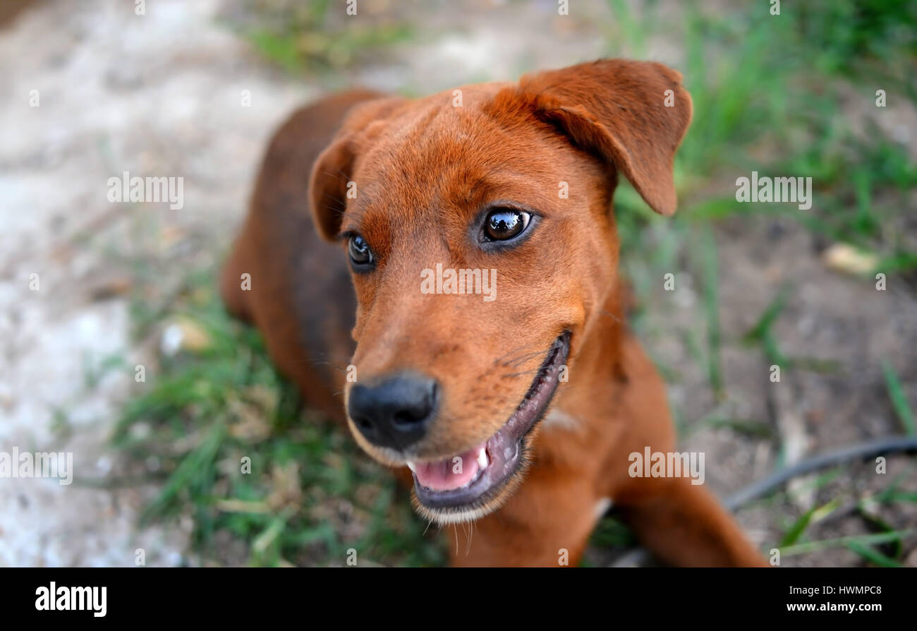 rot braun Thai jungen glücklicher Hund in gedämpfter Beleuchtung couldy Stockfoto