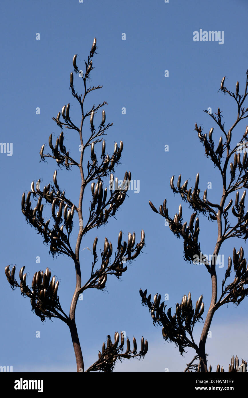 Im Hochformat einer Neuseeland-Flachs-Pflanze (Phormium Tenax) und Samenkapseln Stockfoto