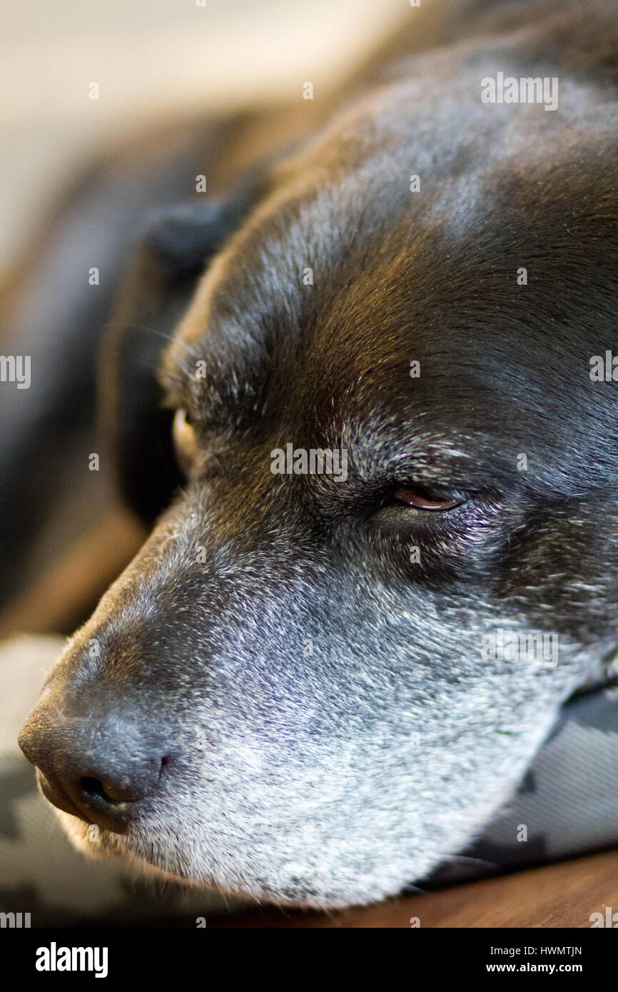 Verschlafenen alten Hund Stockfoto