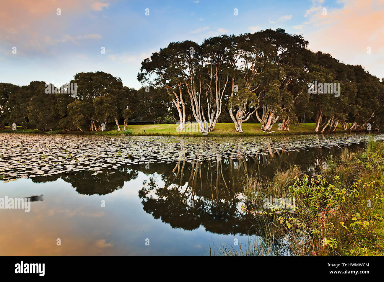 Sydney centennial Park bei Sonnenaufgang. Stilles Wasser Teich reflektiert Eukalyptusbäumen und umliegenden Büsche. Beliebte Freizeit Ort für Menschen. Stockfoto