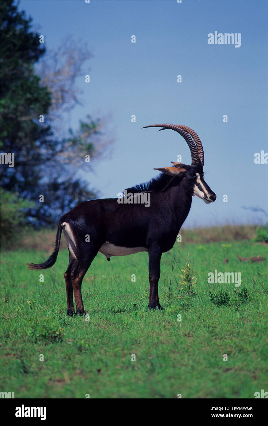 Imponent männlichen Sable Anthelope am Shimba Hills National Park in Kenia Stockfoto