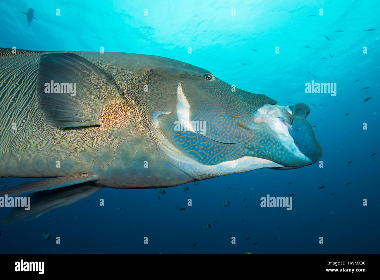 Beginn Lippfisch, Cheilinus Undulatus, mit den Mund offen, Palau Inseln, Pazifik, Stockfoto
