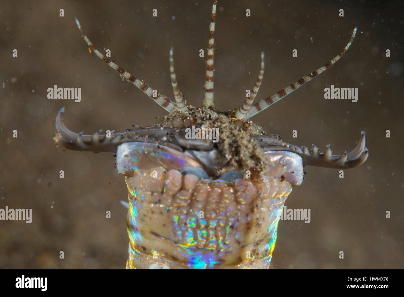 Kiefer ein Bobbit-Wurm, Eunice Aphroditois, Anilao, Luzon, Guimaras Strait, Philippinen Stockfoto