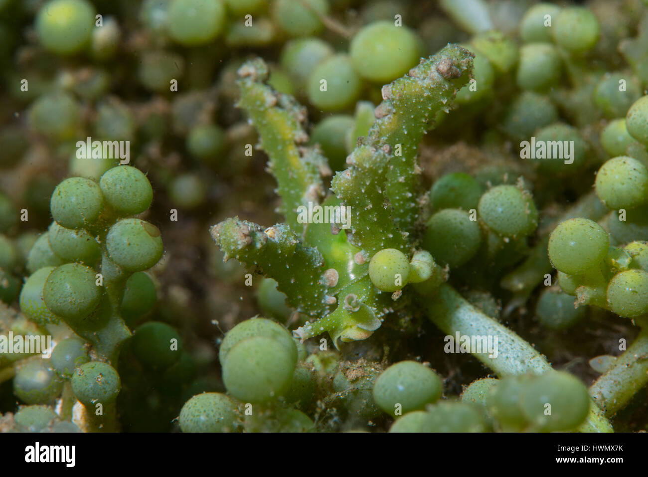 Halimeda Sapsucking Slug, Elysiella Pusilla, auf grünen Alge, Caulerpa Racemosa, Anilao, Luzon, Guimaras Strait, Philippinen Stockfoto