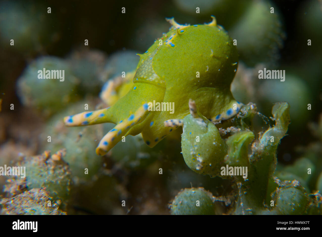 Paar von Meeresschnecken, Oxynoe Viridis, auf grünen Alge Caulerpa Racemosa, Anilao, Luzon, Guimaras Strait, Philippinen Stockfoto