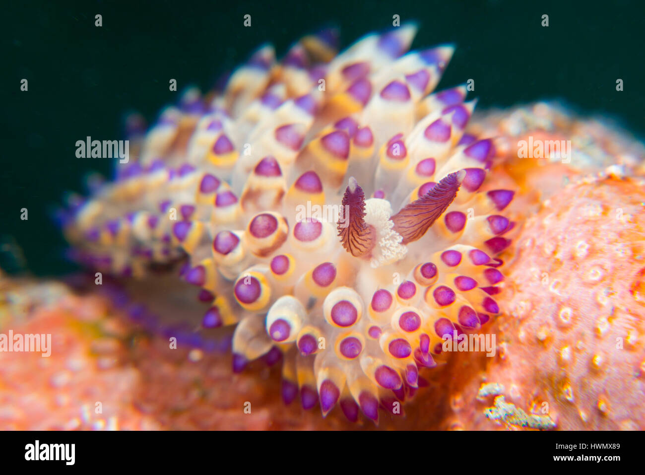 Nacktschnecken, Pygmy Savinkini auf Korallen, Anilao, Luzon, Guimaras Strait, Philippinen Stockfoto