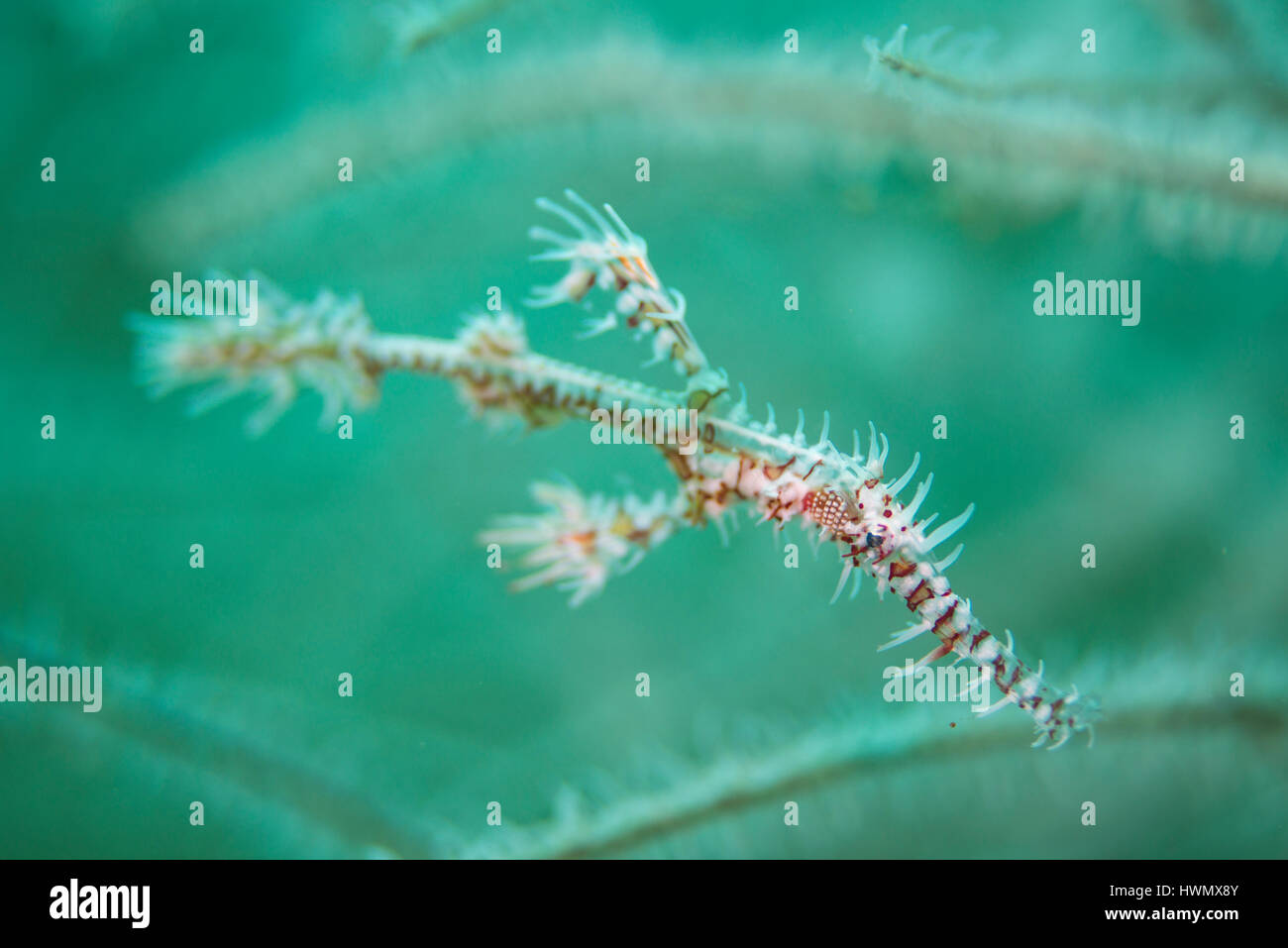 Eine reich verzierte Geisterpfeifenfische, Solenostomus Paradoxus, schwimmen durch Seegras, Anilao, Luzon, Guimaras Strait, Philippinen Stockfoto