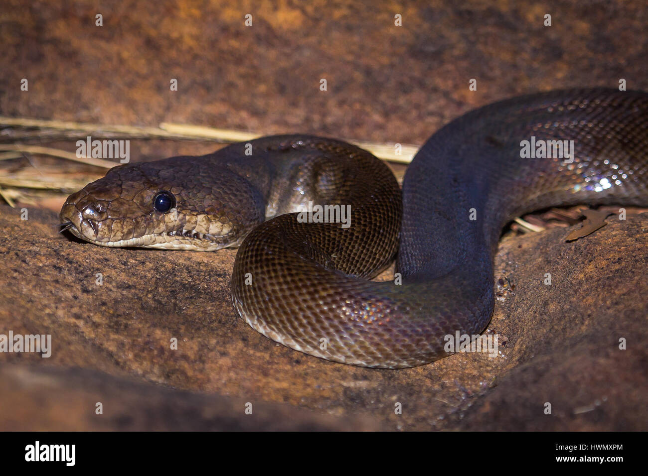Olive Python (Liasis Olivaceus) Stockfoto