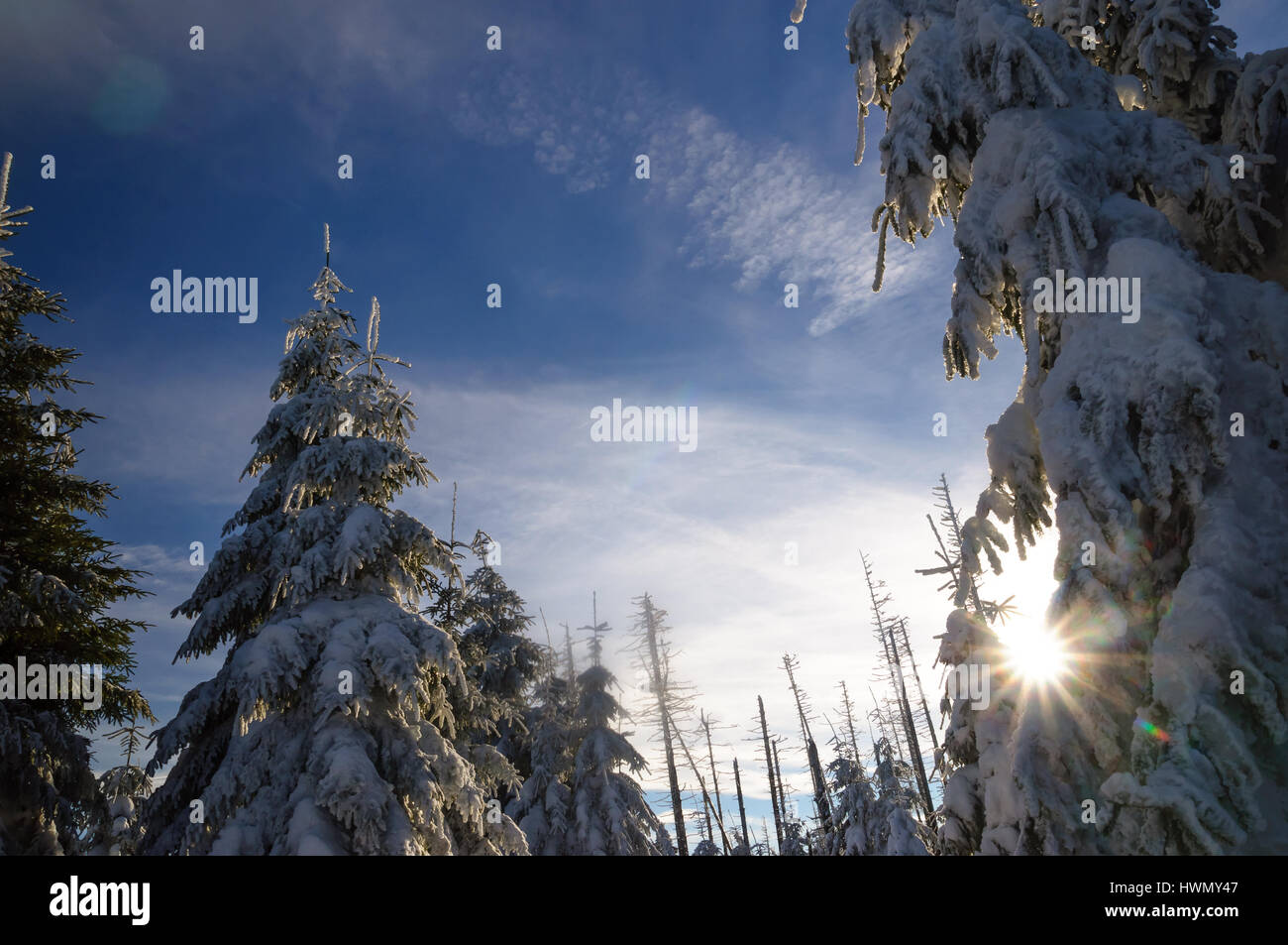 Blick auf inter Landschaft mit schneebedeckten Fichten Harz mountain Stockfoto