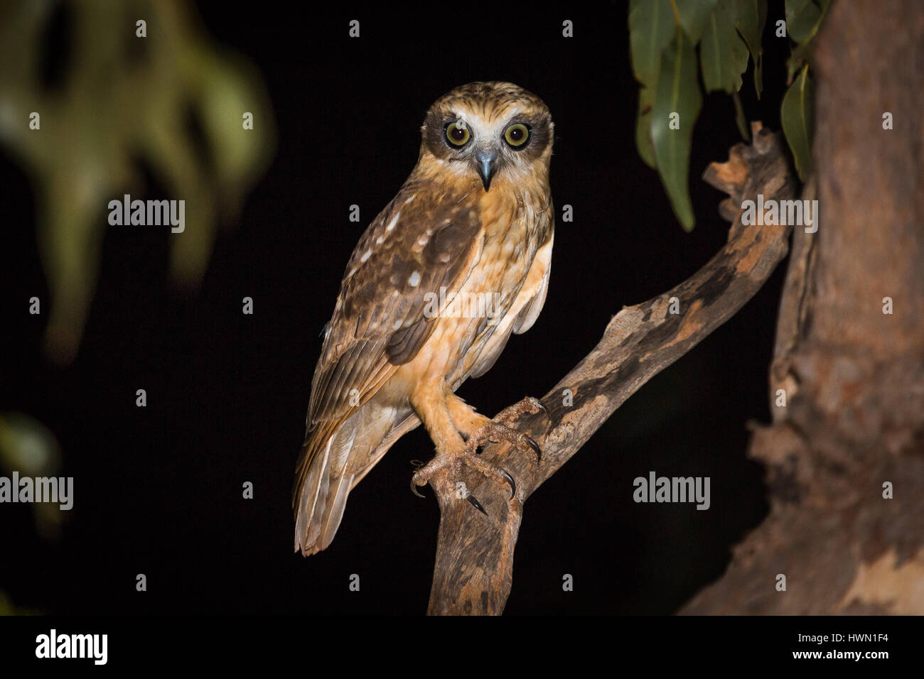 Südlichen Boobook-Eule (Ninox Novaeseelandiae) Stockfoto