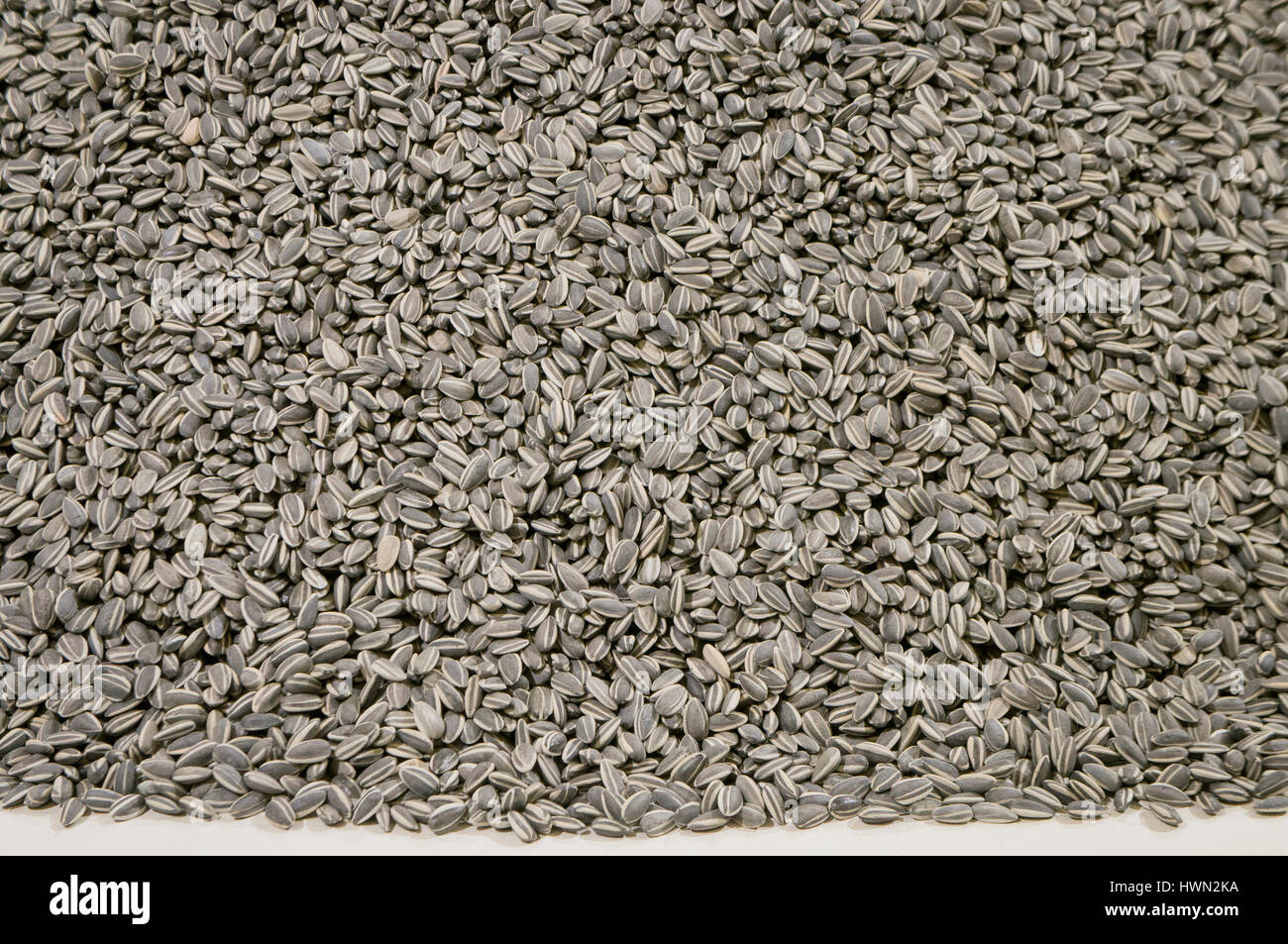 Veletrzni Palast, National Gallery (NG), Ai Weiwei, der Sonnenblumen-Samen Stockfoto