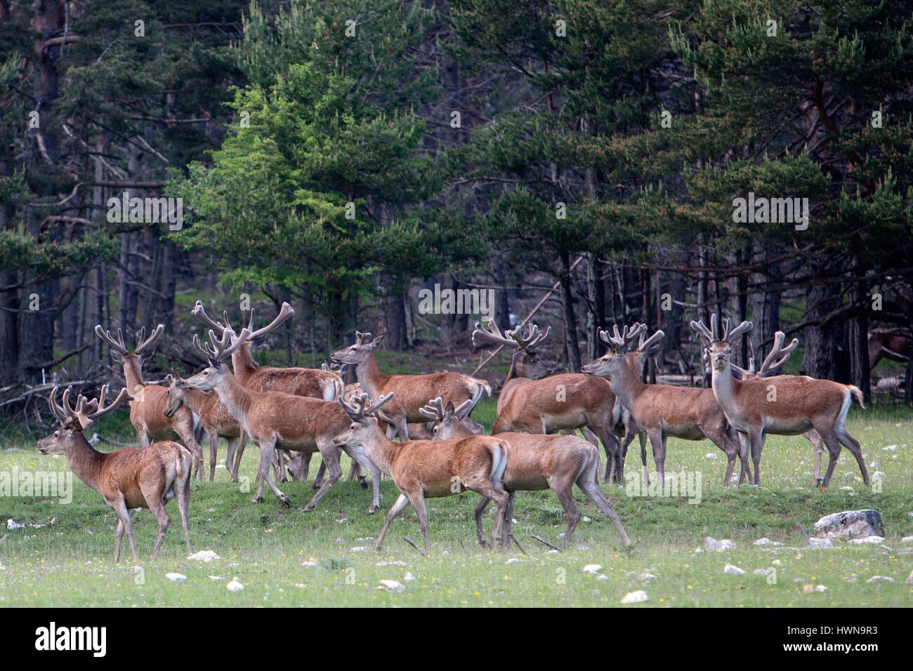 Frankreich, Alpes Maritimes, Andon, biologische Reserve der Monts d ' Azur, das erhaltene Naturlandschaft zielt darauf ab, zu schützen und bedrohte Arten zu entdecken. Stockfoto