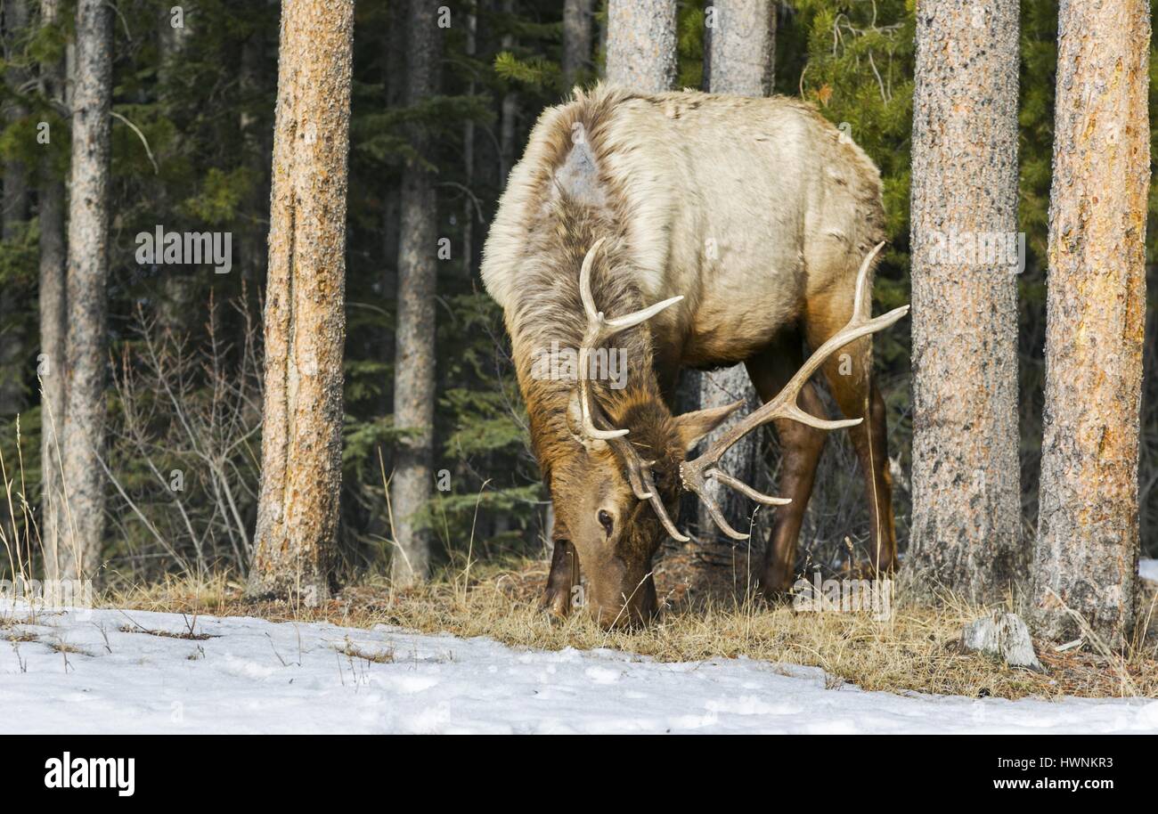 Jungstier Hirschen während der brunft Saison nach Essen suchen Nach dem harten Winter in Alberta Ausläufer in der Nähe von Banff National Park, Kanadischen Rocky Mountains Stockfoto