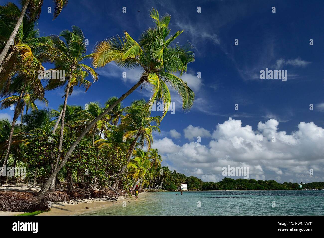 Frankreich, Guadeloupe (Französische Antillen), Grande-Terre, Sainte Anne, Kokosnüsse Bäume von der Plage De La Caravelle oder am Strand von Club Med Stockfoto