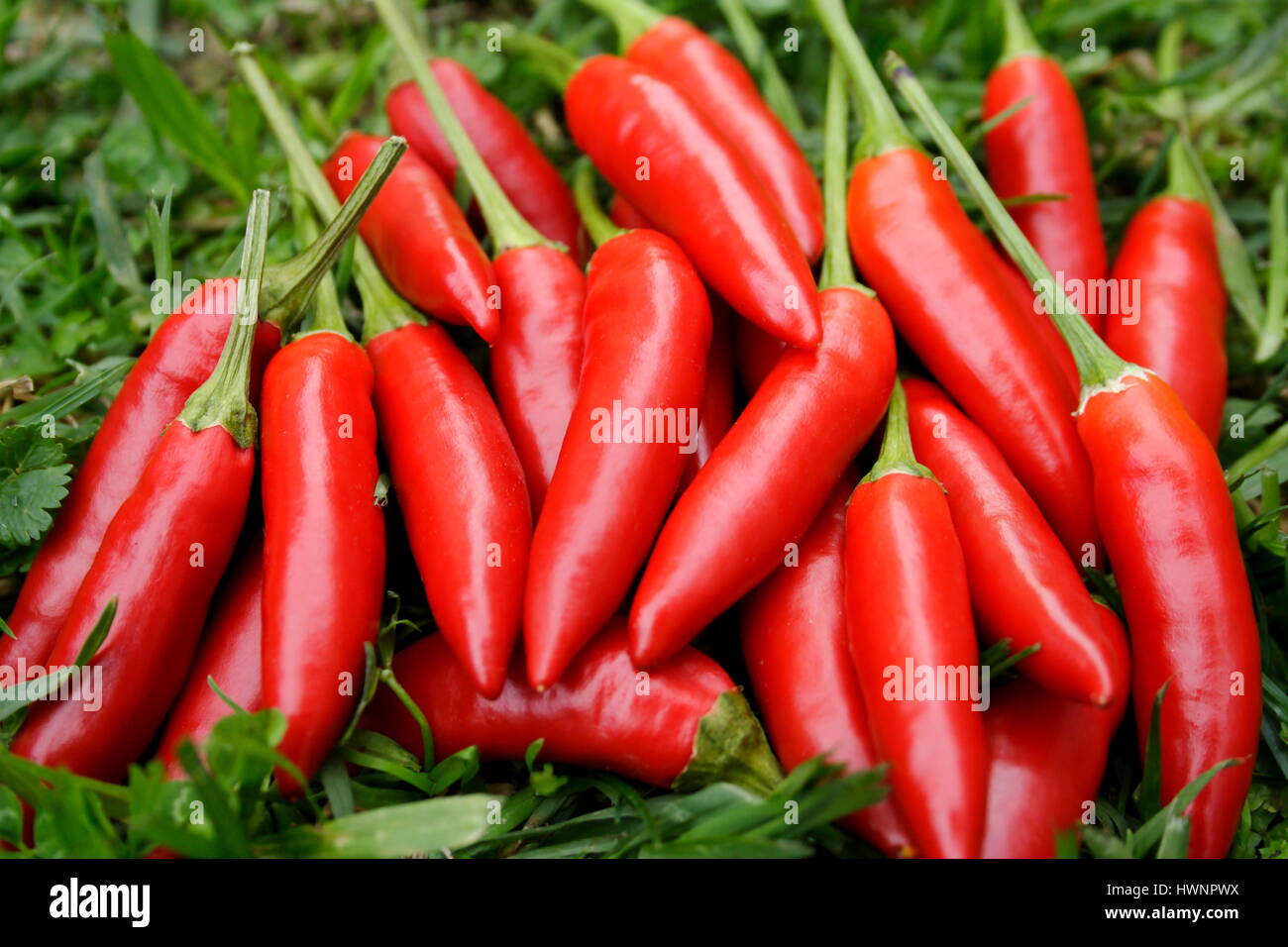 Rote Chilis, Birdseye, Mai 16. Stockfoto